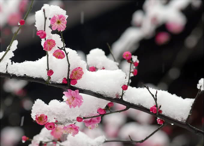 梅花傲雪